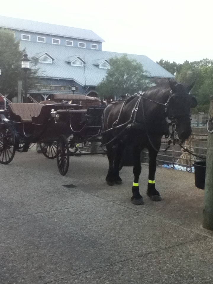 horse drawn carriage ride at Port Orleans