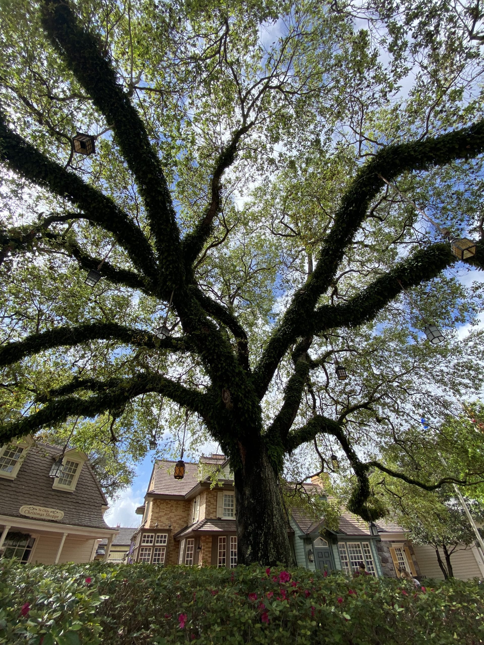 Liberty Tree of the Sons of Liberty in Liberty Square at Magic Kingdom